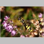 Mellinus arvensis - Kotwespe w33.jpg